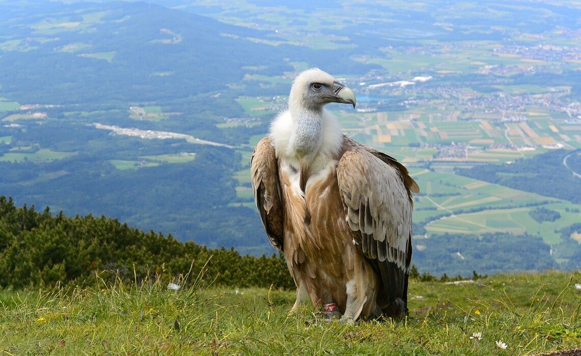 Vulture 700155 1280